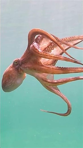 This Animal Has 9 Brains 😲🐙