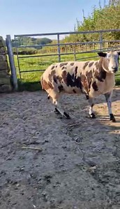 Gisburn Auction Mart on Reels