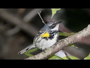 Myrtle Warbler Song Video: Yellow-rumped Warbler Nature Sounds