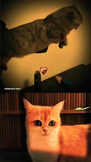 The Bizarre Rise of Meme Catgun Culture