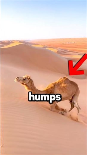 The Camel Myth Everyone Believes 🐪