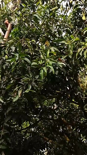 ga balot ka mangga | Gordon Flash