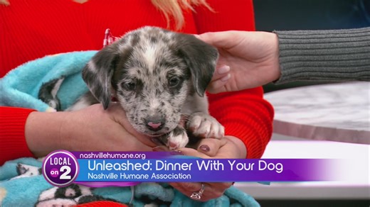 Unleashed: Dinner with Your Dog