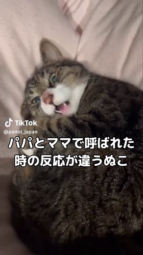 猫の甘えん坊動画集