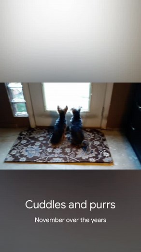 Boo and Bella | Kelly's Kennels and Kamp | Facebook