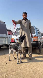 9.3K views · 130 reactions | English Pointer Full Hunting Dog  #englishpointer #hunting #dogsoftiktok #trending | Pk Animals | Facebook