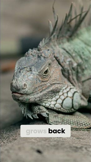 Iguanas' Shocking Defense Tactics: You Won't Believe What They Do to Escape | Dreddphotos Wild