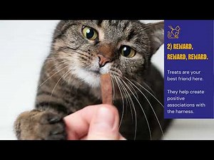 Training a Cat to Walk on a Leash: A Step by Step Guide