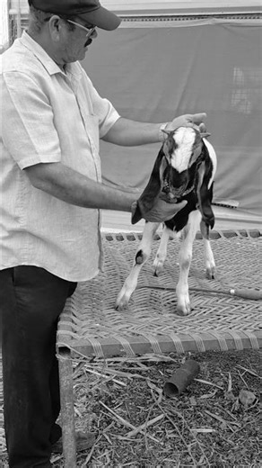 Basawa Jyoti goat farm karnataka