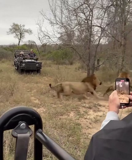 Experience African Wildlife Safaris and Game Drives