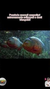 La Verità Sulla Forza Del Morso Del Piranha – Piccolo Ma Quanto È Potente 2