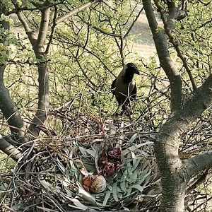 Indian crow attack on Eagle's nest | Brid Feed
