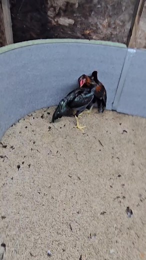 First time | Qaib Kick