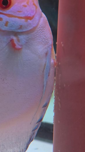 Reproducción White Butterfly Línea Antonello Greco | Sevilla Discus