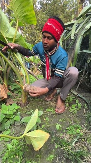 কাঁচা খেলেও গাল চুলকায় না। #agriculture