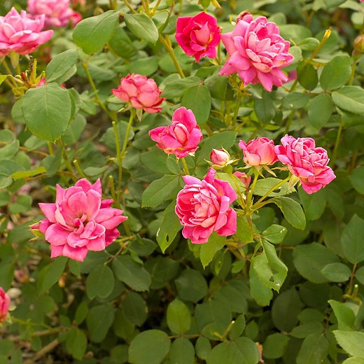 How to Prepare Roses for Winter So They Come Back Strong in Spring