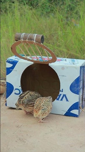 Amazing Simple DIY Bird Trap Techniques - Animals Trap 168.9M #youtubeshorts #technique #diyideas