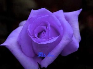 This Love - Sarah Brightman (lyrics)