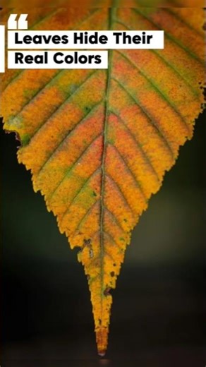 Why Leaves Change Color