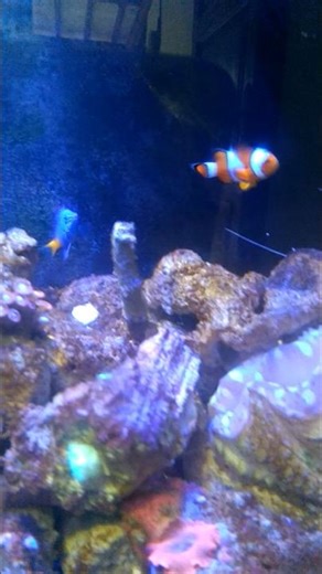 nemo and friends #shortvideo #shortsfeed #shorts #nemofish