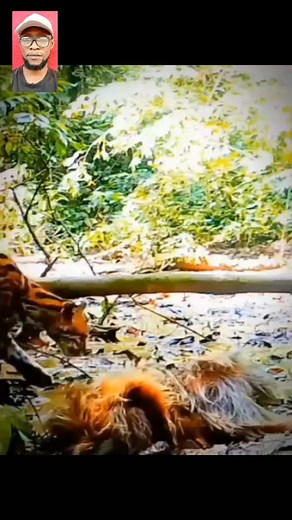 44K views · 224 reactions | Wildlife | EtQuake Brand | Facebook