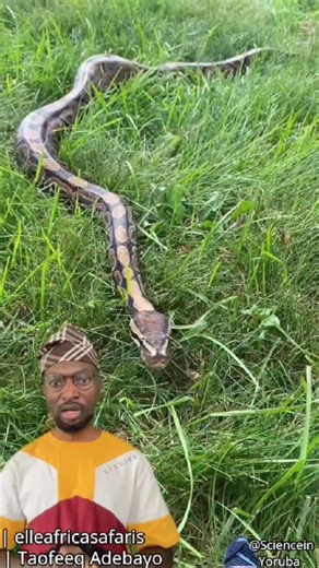 Science in Yoruba on Instagram: "Ball python/ royal python"