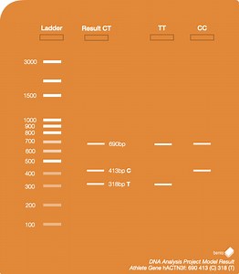 Biotechnology 101 Guide: Athlete Gene ACTN3