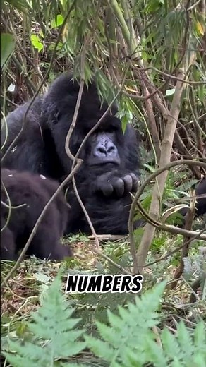 How Rwanda Saved the Mountain Gorilla From Extinction, #shorts
