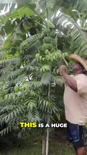 How to Save Your Bananas with Bamboo Support! Join our hat-wearing expert in this insightful video as he reveals the secrets of stabilizing banana plants using bamboo tripods. Discover essential techniques to prevent your prized banana harvest from toppling over and learn why proper support is crucial for healthy growth. #BananaPlants #GardeningTips #PlantStabilization #BambooSupport #SustainableFarming #FruitHarvest #GardeningHacks #PlantCare #HomeGardening #EcoFriendly | Black's Tropical Homes