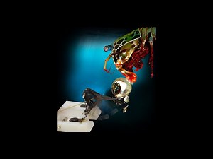 Robot mimics the powerful punch of the mantis shrimp