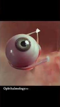 “How Your Eyes Work: The Science of Vision”