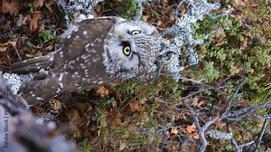 Tengmalm's owl (boreal owl, Aegolius funereus) in typical environment of taiga (boreal coniferous forest)