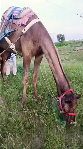 camel eating grass 🔥🔥🔥