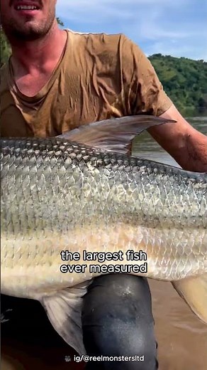 The Ferocious Goliath Tigerfish | M'benga