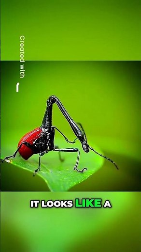 Giraffe Weevil 🪲 The Bug With a Crazy Neck