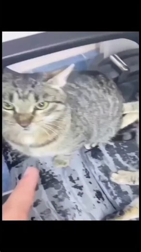 Breaking news on Instagram: "日本利用圧電 瓷将脚步转化为电能。这些瓷砖捕捉来自你脚步的动能。当你行走时,你的重量和动作会对瓷砖产生压力。瓷砖会轻微弯曲,从而产生机械应力。瓷砖内部的压电材料将这种应力转化为电能。每一步都会产生少量电荷,而数百万步结合在一起就能产生足够的电力来驱动LED灯、数字显示屏和传感器。在像混合车站这样繁忙的地方,每天大约有240万个脚步为这一系统作出贡献。这些电能可以被储存或立即使用,从而减少对传统电力来源的依赖,并支持可持续的城市基础设施。这种方法将日常运动转化为实用的可再生能源 #日本 #知識 #事実 #你知道吗 #推薦 科技 創新 歴史 技術 実験 熱門"