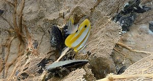 Two Copperband butterflyfish swim between fire coral in Thai waters.