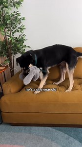 831K views · 75K reactions | Here are the Top 5 Dogs of the week! | We Rate Dogs | Facebook