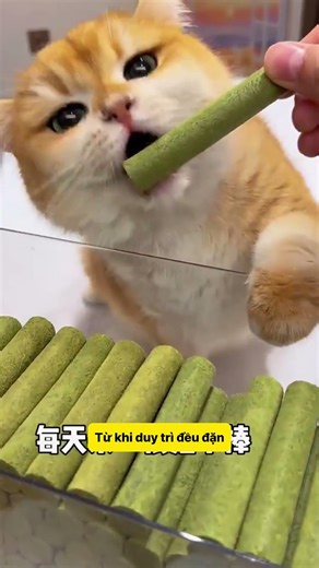 Mèo Tròn Trịa, Lông Mượt Và Đáng Yêu! #notapetvn #pets #funny #cat #pet #cute #thucung #meocung
