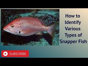 How to Identify Various Types of Snapper Fish