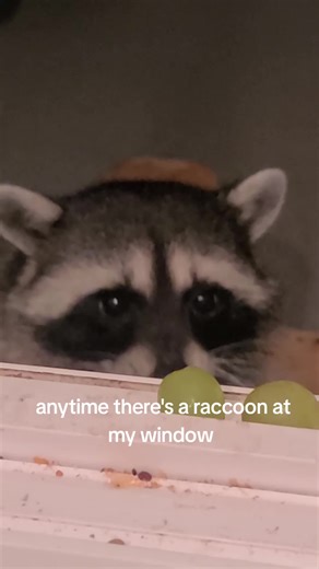 Cute Raccoon Videos: Funny Moments and Sneaky Behavior