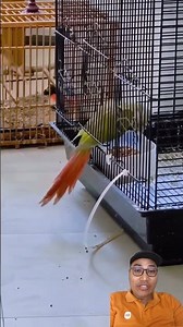 mandatory additional cage lock #bird #lovebirdpaud #parrot #birds #bird #viral #fyp #ff #animals