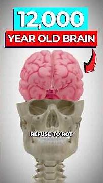 Scientists Discover Why Brains Never Rot