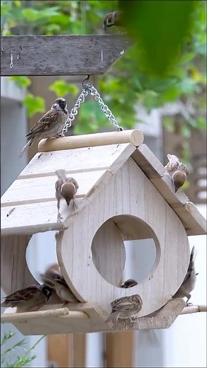 Try This Adorable DIY Bird Feeder Build! #DIYBirdFeeder #WoodCraftDIY #CraftingShorts #Shorts