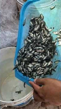 Preparation and Care for Fish Transfer