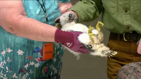 Wildlife official places tracker on baby peregrine falcon