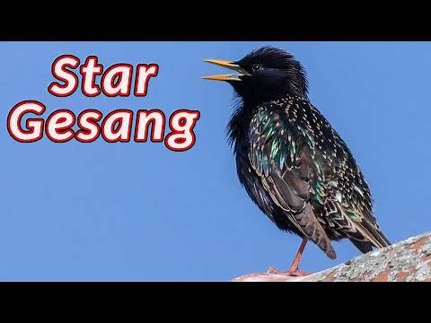 Star Gesang - Geräusche, die der Star macht