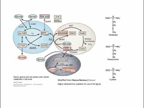 Homocysteine, Vitamin B12, Folate - Basic Science
