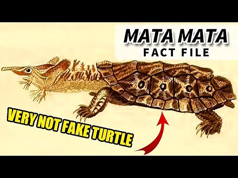 Mata Mata Turtle Facts: have YOU met the MATA MATA?