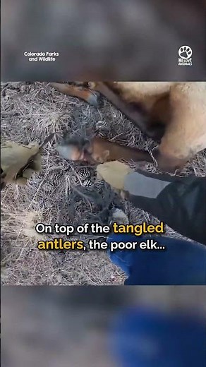 Trapped elk had completely given up when this wildlife officer arrives ❤️